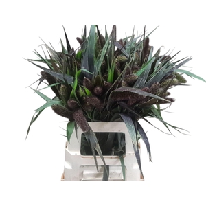 SETARIA RED JEWEL