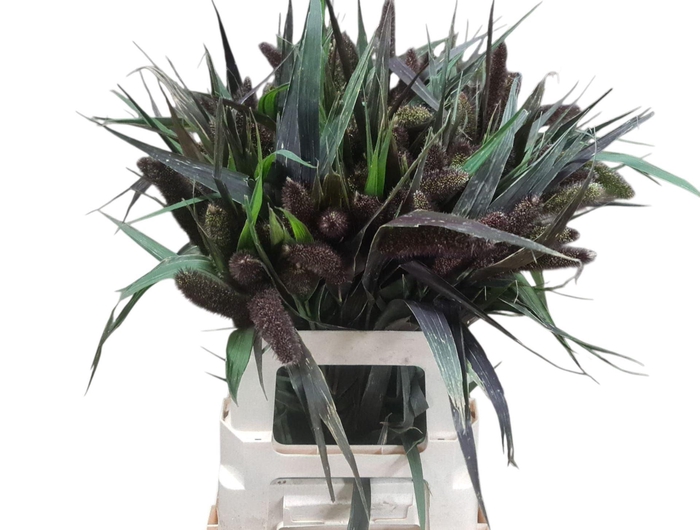 <h4>SETARIA RED JEWEL</h4>