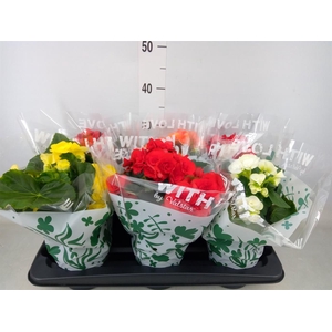 Begonia elat. DU   ...mix