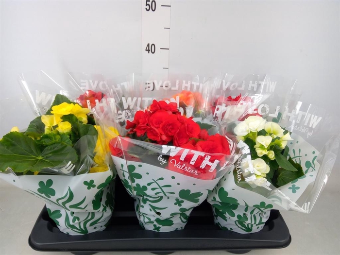 <h4>Begonia elat. DU ...mix</h4>