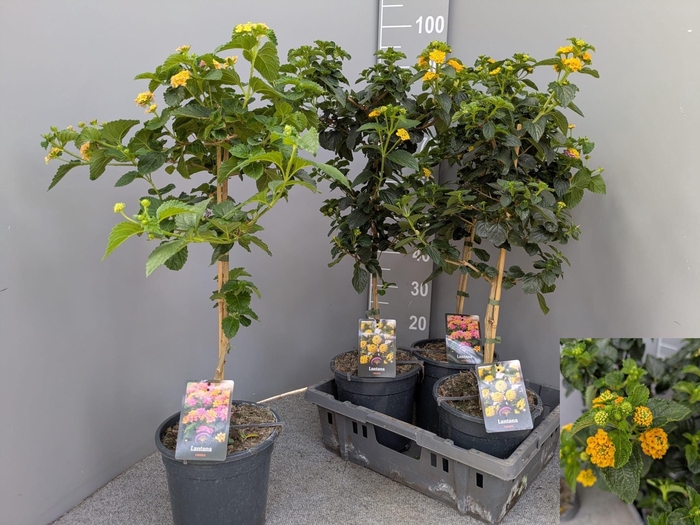 <h4>LANT CAMARA</h4>