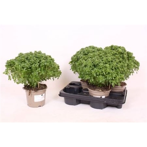 Ocimum basilicum