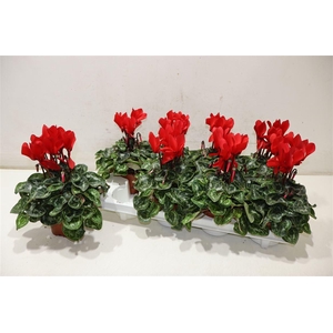 arr8 Cycl Md Sup Macro Red