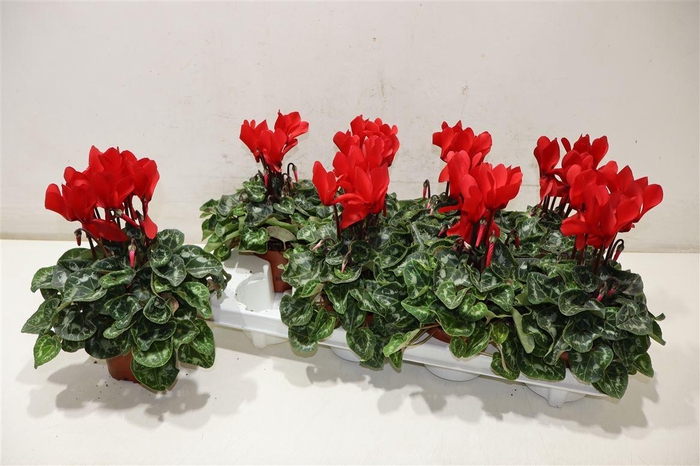 <h4>arr8 Cycl Md Sup Macro Red</h4>