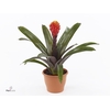 Guzmania Tala Luxe keramiek (Decorum)