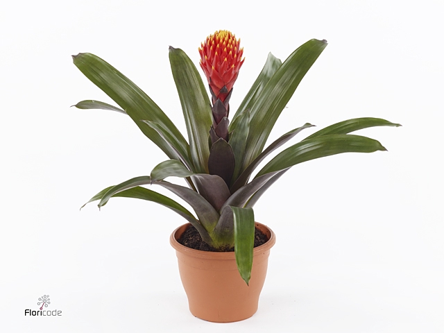 Guzmania Tala Luxe keramiek (Decorum)