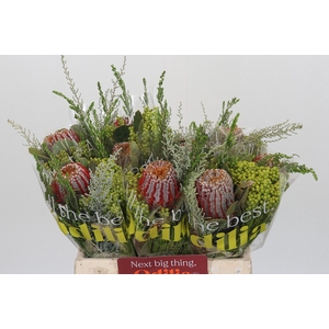 BQ Banksia Coccinea SFB