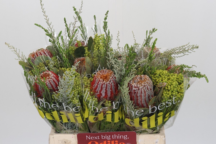 <h4>BQ Banksia Coccinea SFB</h4>