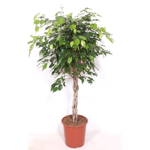 Ficus Exotica