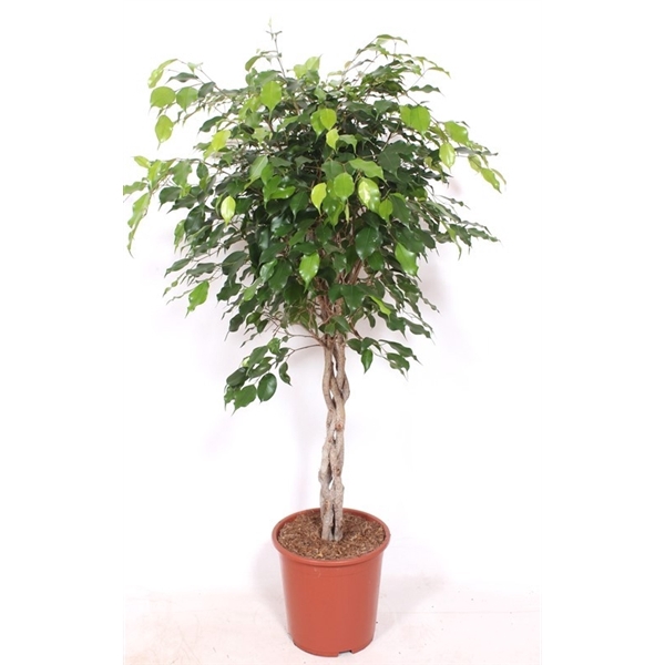 <h4>Ficus Exotica</h4>