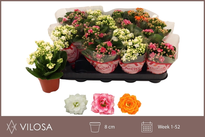 <h4>KAL GE GEM 3 KL</h4>