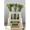 Allium Nigrum