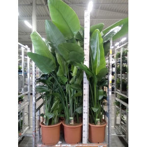 Strelitzia nicolai