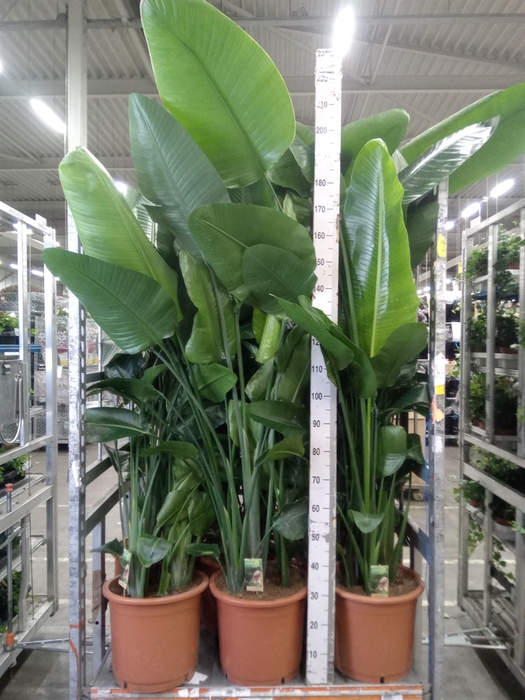 <h4>Strelitzia nicolai</h4>