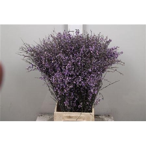 Genista Milka (400gr)