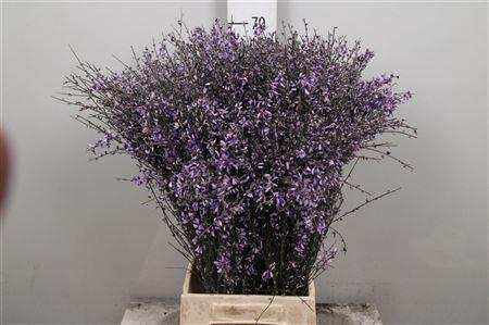 <h4>Genista Milka (400gr)</h4>