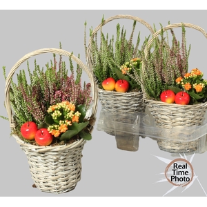 ARR TUINPLANTEN
