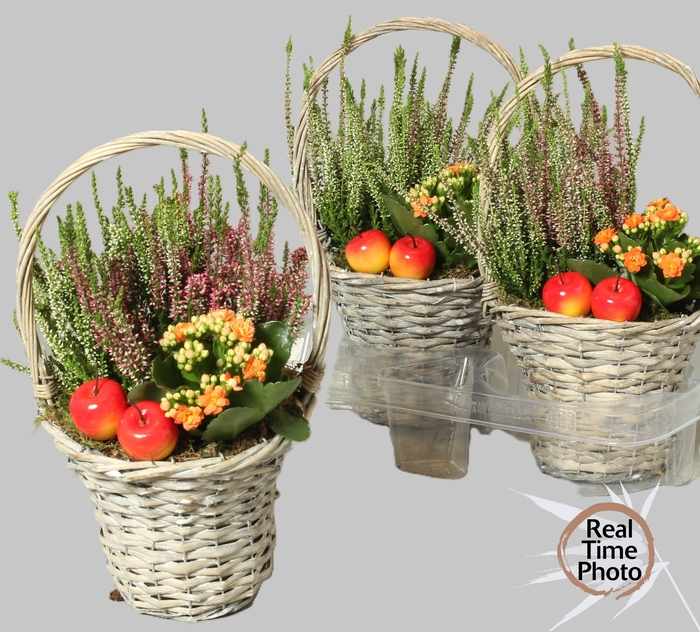 <h4>ARR TUINPLANTEN</h4>