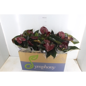 ANTHURIUM GIANT CHOCOLATE P15 CHOCOLATE