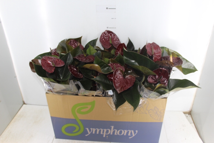 ANTHURIUM GIANT CHOCOLATE P15 CHOCOLATE