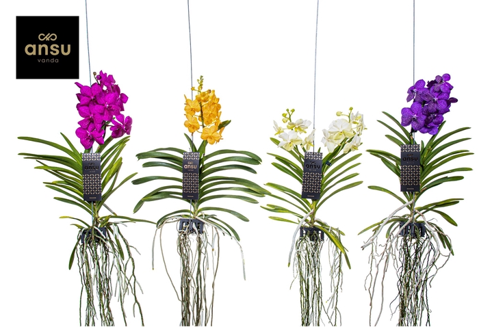 <h4>Vanda Gemengd Medium</h4>