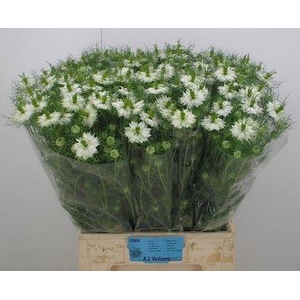 NIGE D BRIDAL WHITE