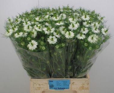 <h4>NIGE D BRIDAL WHITE</h4>