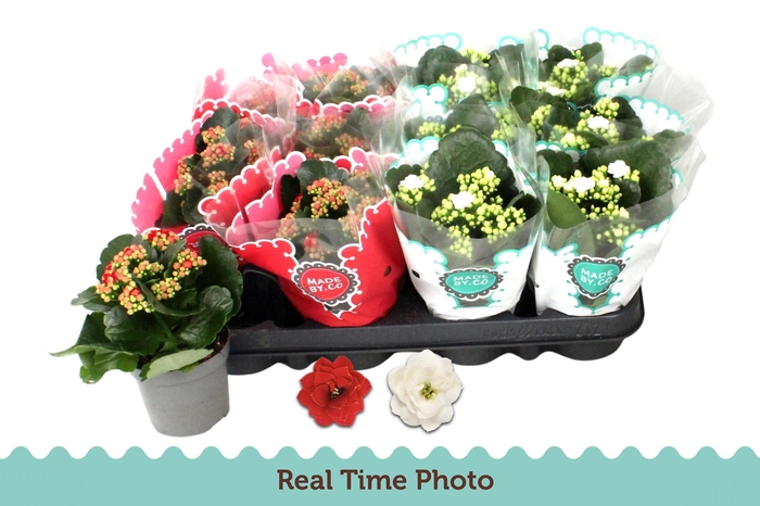 <h4>KAL GE GEM 2 KL</h4>