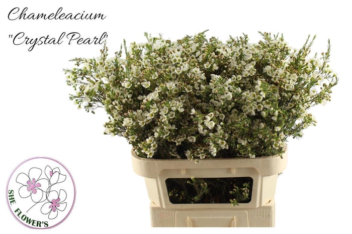 <h4>CHAME CRYSTAL PEARL</h4>