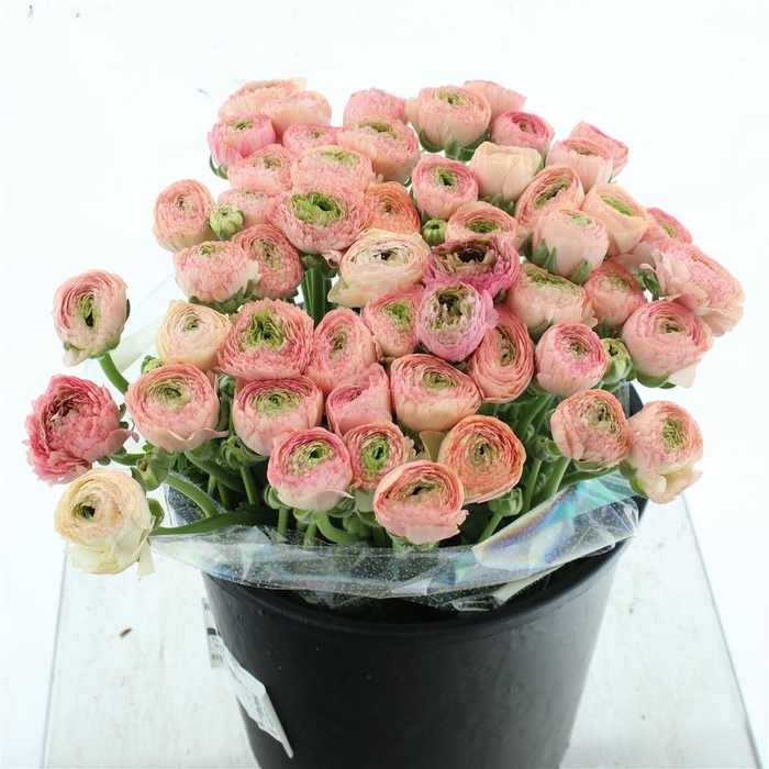 RAN SU SR TUAREG EXTRA