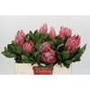 Protea Cynaroides Claire