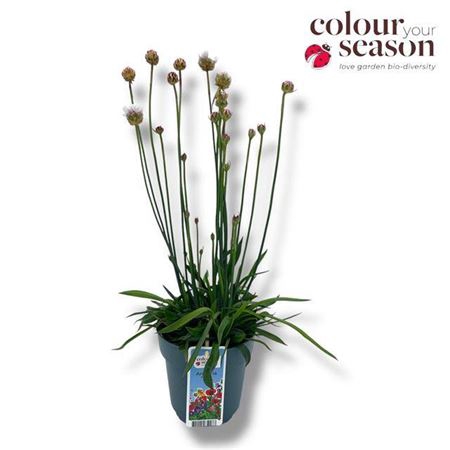 <h4>Armeria Ballerina White</h4>