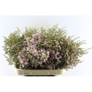 Chamelaucium Wendy Rose