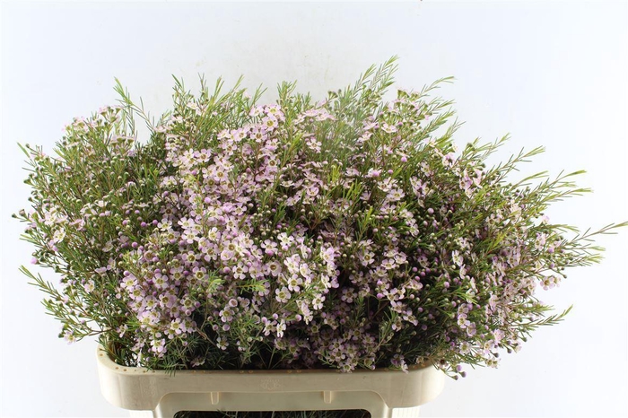 <h4>Chamelaucium Wendy Rose</h4>