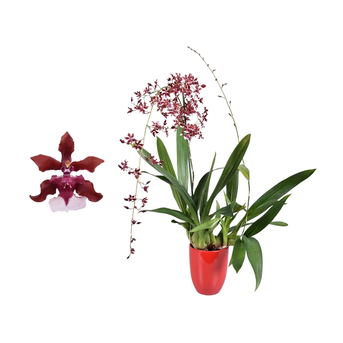 <h4>Oncidium Cherry Baby 2 tak met rood keramiek</h4>