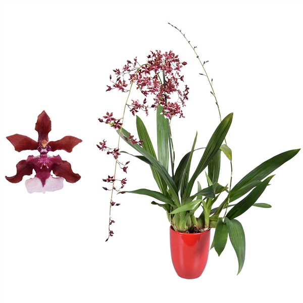 Oncidium Cherry Baby 2 tak met rood keramiek