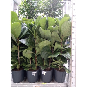 Ficus lyrata