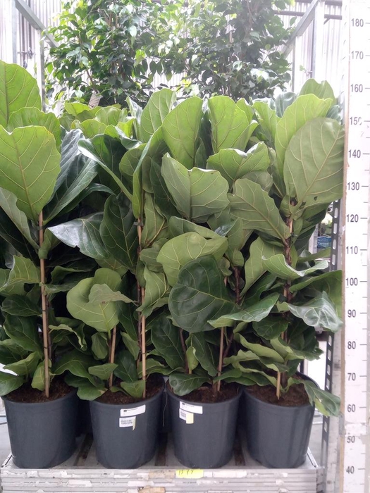 <h4>Ficus lyrata</h4>
