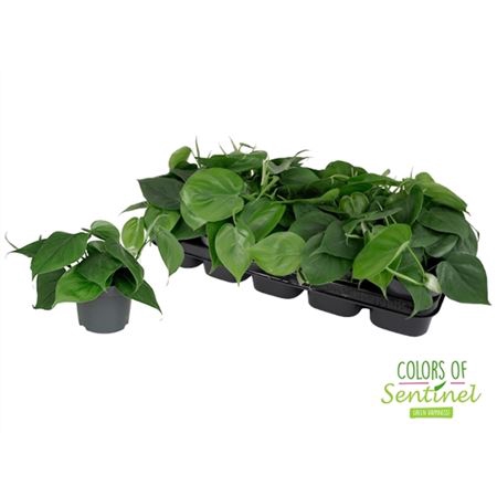 <h4>Philodendron Scandens</h4>