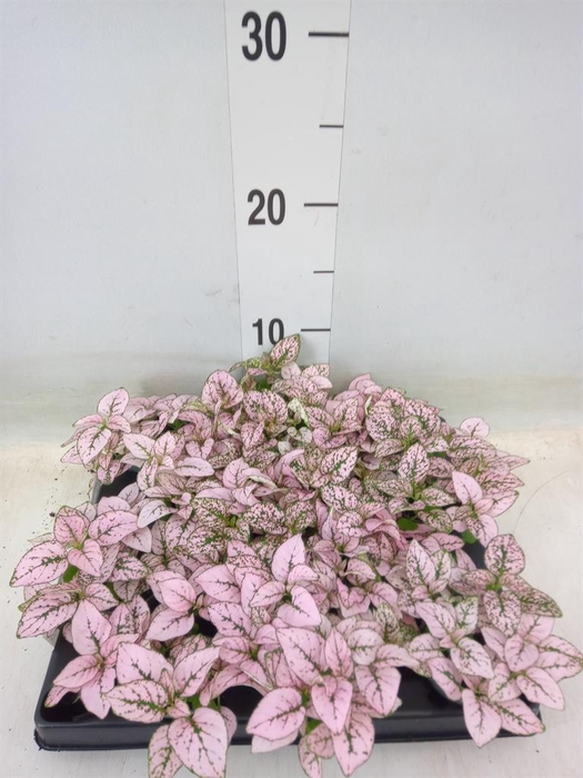 <h4>Hypoestes phyllo.   ...</h4>