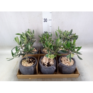 Arr.   Kamerplant Groen L%