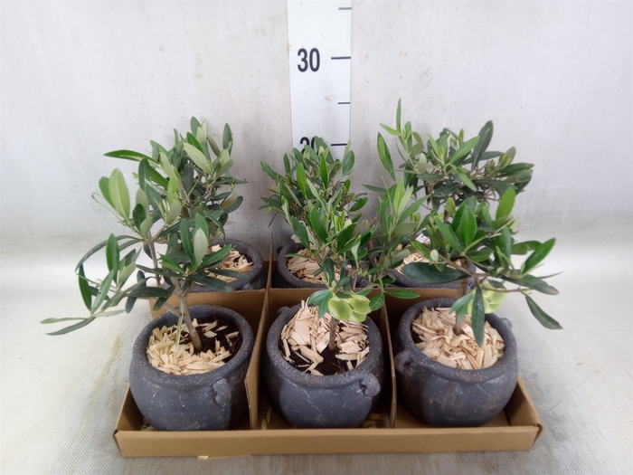 <h4>Arr.   Kamerplant Groen L%</h4>
