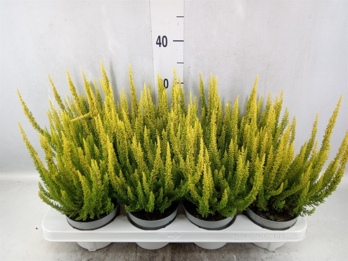 <h4>Calluna vulg. 'Skyline Barcelona'</h4>