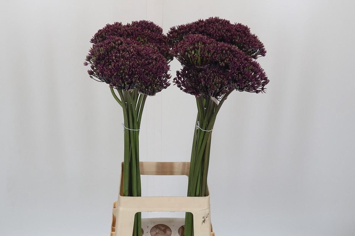 <h4>Allium Miami</h4>