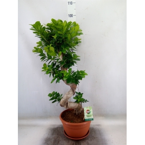 Ficus microcarpa 'Ginseng'