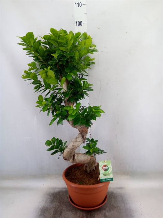 <h4>Ficus microcarpa 'Ginseng'</h4>