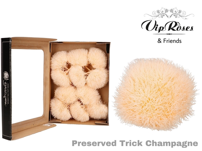 R PRESERVED TRICK CHAMPAGNE (10-12 Pcs.)