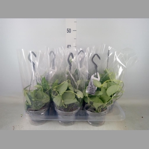 Scindapsus pictus 'Argyraeus'