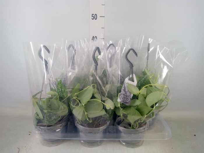 <h4>Scindapsus pictus 'Argyraeus'</h4>