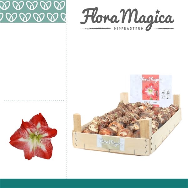 <h4>Hippeastrum 22/24 Bulb Gestreept in Wooden Crate</h4>